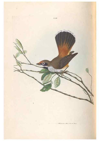 Reproducción/Reproduction 46494088571: A natural history of the birds of New South Wales collected, engraved, and faithfully painted after nature /. London :Printed for J.H. Bohte,1822.. 