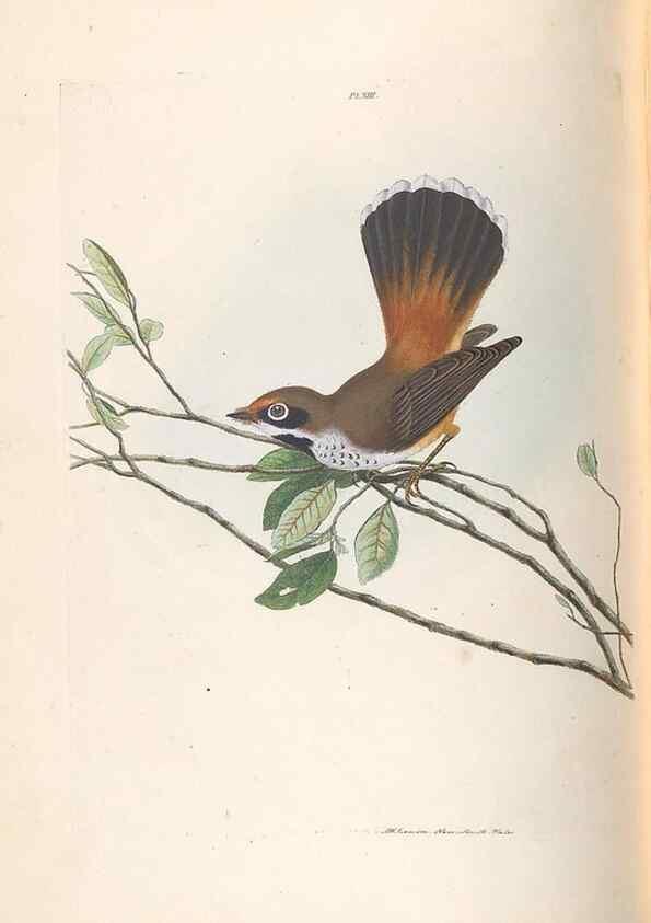 Reproducción/Reproduction 46494088571: A natural history of the birds of New South Wales collected, engraved, and faithfully painted after nature /. London :Printed for J.H. Bohte,1822.. 