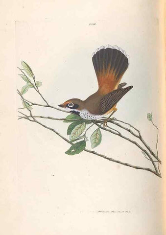 Reproducción/Reproduction 46494088571: A natural history of the birds of New South Wales collected, engraved, and faithfully painted after nature /. London :Printed for J.H. Bohte,1822.. 