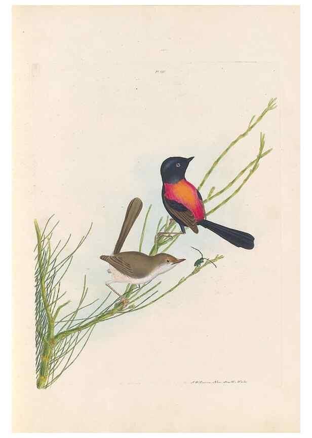 Reproducción/Reproduction 44677195890: A natural history of the birds of New South Wales collected, engraved, and faithfully painted after nature /. London :Printed for J.H. Bohte,1822.. 