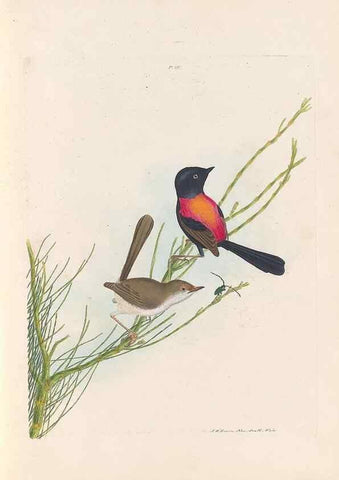Reproducción/Reproduction 44677195890: A natural history of the birds of New South Wales collected, engraved, and faithfully painted after nature /. London :Printed for J.H. Bohte,1822.. 