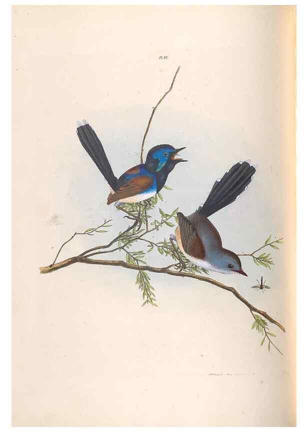 Reproducción/Reproduction 46442722382: A natural history of the birds of New South Wales collected, engraved, and faithfully painted after nature /. London :Printed for J.H. Bohte,1822.. 