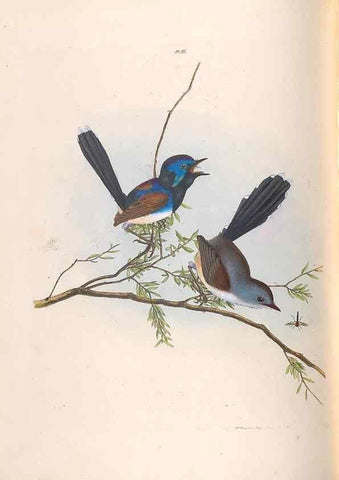 Reproducción/Reproduction 46442722382: A natural history of the birds of New South Wales collected, engraved, and faithfully painted after nature /. London :Printed for J.H. Bohte,1822.. 