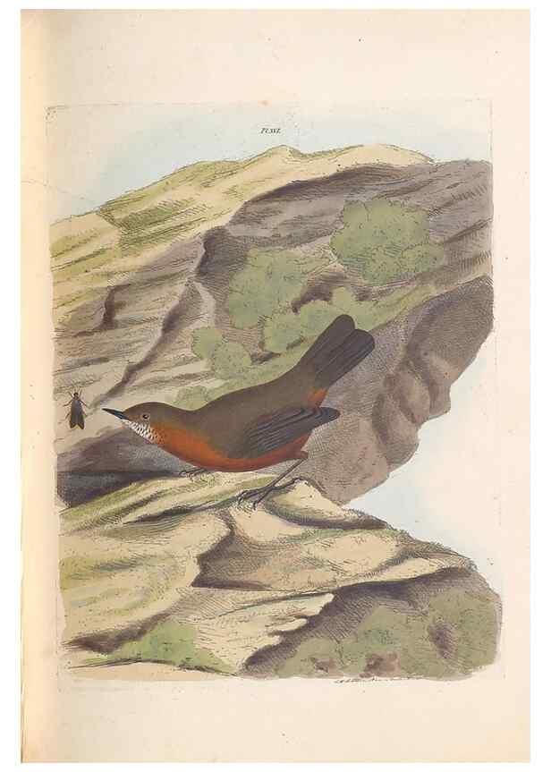 Reproducción/Reproduction 31554152277: A natural history of the birds of New South Wales collected, engraved, and faithfully painted after nature /. London :Printed for J.H. Bohte,1822.. 