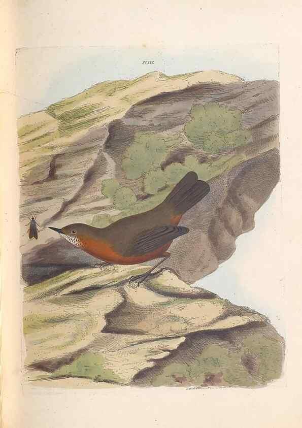 Reproducción/Reproduction 31554152277: A natural history of the birds of New South Wales collected, engraved, and faithfully painted after nature /. London :Printed for J.H. Bohte,1822.. 