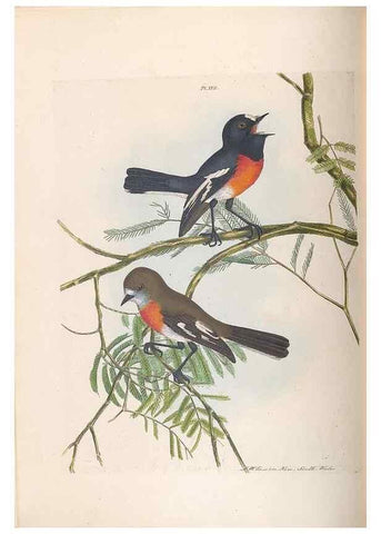 Reproducción/Reproduction 32621355658: A natural history of the birds of New South Wales collected, engraved, and faithfully painted after nature /. London :Printed for J.H. Bohte,1822.. 