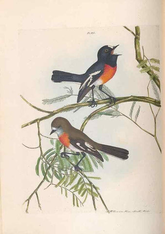 Reproducción/Reproduction 32621355658: A natural history of the birds of New South Wales collected, engraved, and faithfully painted after nature /. London :Printed for J.H. Bohte,1822.. 