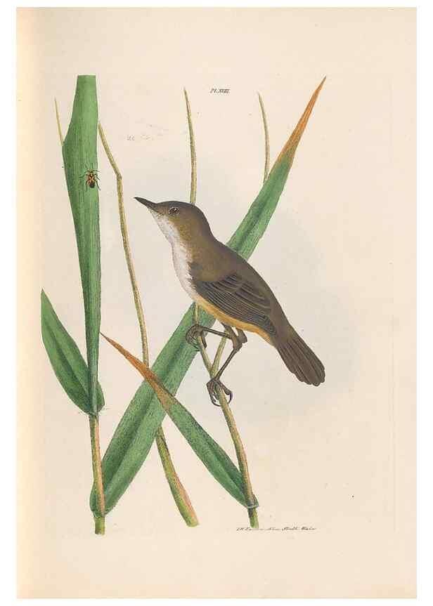 Reproducción/Reproduction 32621356538: A natural history of the birds of New South Wales collected, engraved, and faithfully painted after nature /. London :Printed for J.H. Bohte,1822.. 