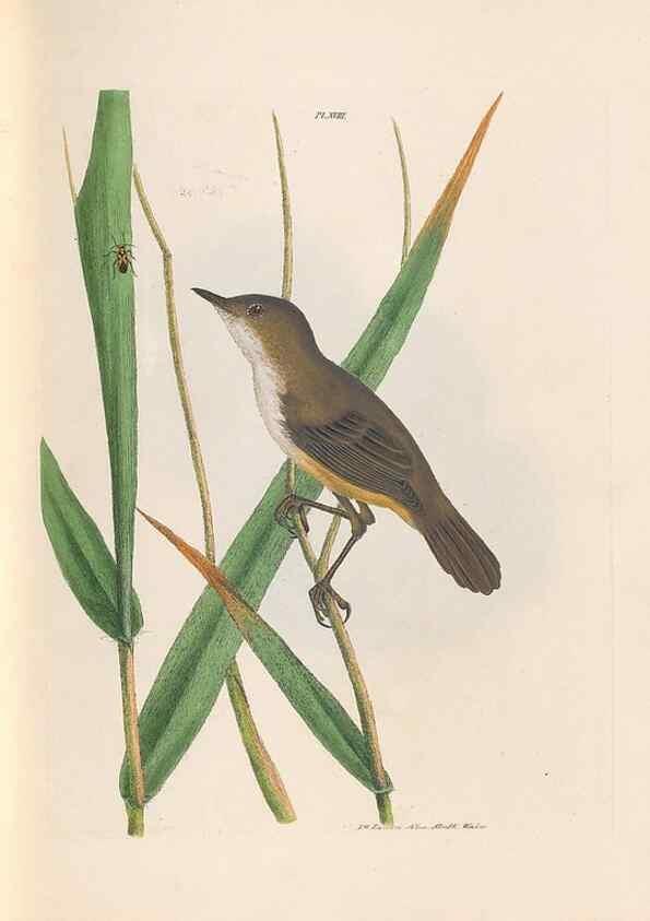 Reproducción/Reproduction 32621356538: A natural history of the birds of New South Wales collected, engraved, and faithfully painted after nature /. London :Printed for J.H. Bohte,1822.. 