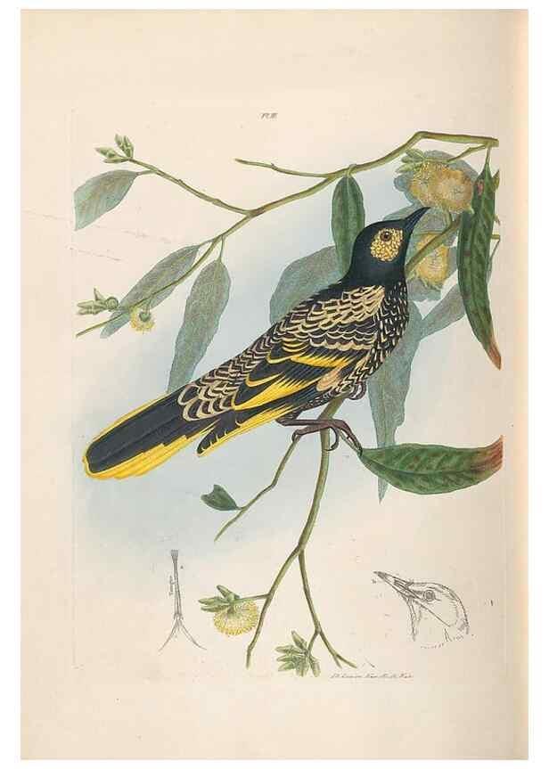 Reproducción/Reproduction 31554144847: A natural history of the birds of New South Wales collected, engraved, and faithfully painted after nature /. London :Printed for J.H. Bohte,1822.. 