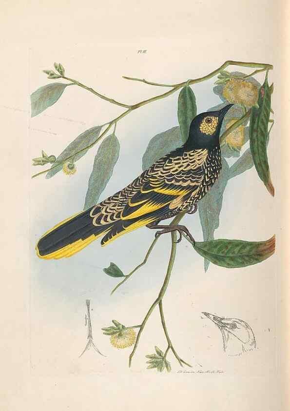 Reproducción/Reproduction 31554144847: A natural history of the birds of New South Wales collected, engraved, and faithfully painted after nature /. London :Printed for J.H. Bohte,1822.. 