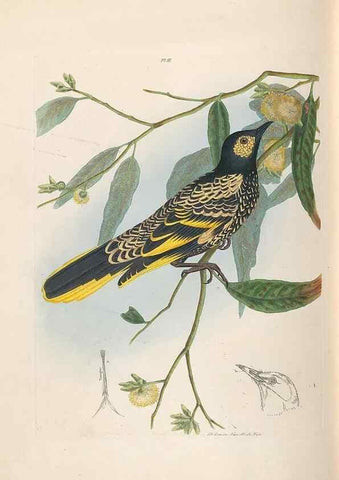 Reproducción/Reproduction 31554144847: A natural history of the birds of New South Wales collected, engraved, and faithfully painted after nature /. London :Printed for J.H. Bohte,1822.. 