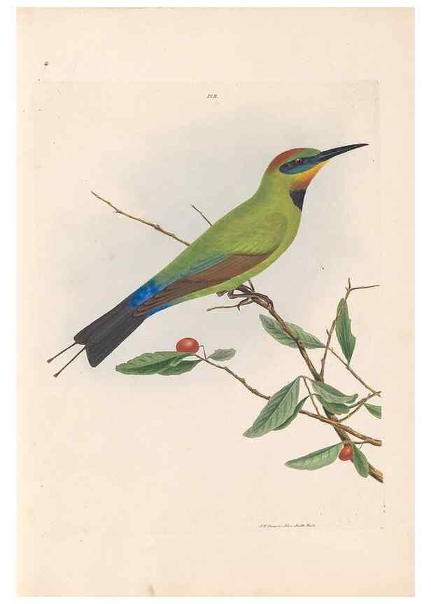 Reproducción/Reproduction 46494077081: A natural history of the birds of New South Wales collected, engraved, and faithfully painted after nature /. London :Printed for J.H. Bohte,1822.. 