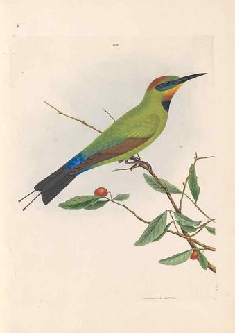 Reproducción/Reproduction 46494077081: A natural history of the birds of New South Wales collected, engraved, and faithfully painted after nature /. London :Printed for J.H. Bohte,1822.. 