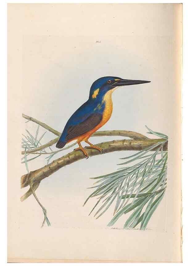 Reproducción/Reproduction 44677184340: A natural history of the birds of New South Wales collected, engraved, and faithfully painted after nature /. London :Printed for J.H. Bohte,1822.. 