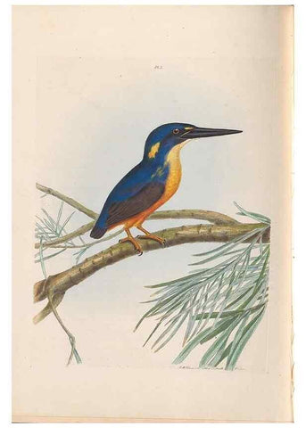 Reproducción/Reproduction 44677184340: A natural history of the birds of New South Wales collected, engraved, and faithfully painted after nature /. London :Printed for J.H. Bohte,1822.. 