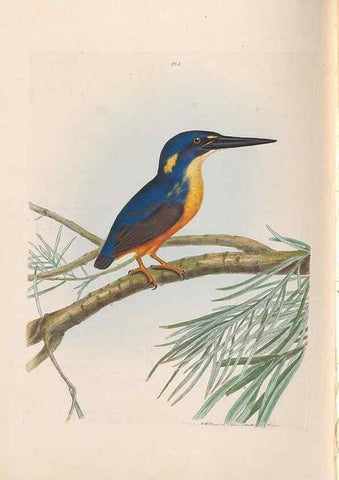 Reproducción/Reproduction 44677184340: A natural history of the birds of New South Wales collected, engraved, and faithfully painted after nature /. London :Printed for J.H. Bohte,1822.. 