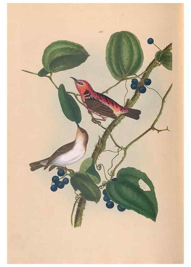 Reproducción/Reproduction 45580949335: A natural history of the birds of New South Wales collected, engraved, and faithfully painted after nature /. London :Printed for J.H. Bohte,1822.. 