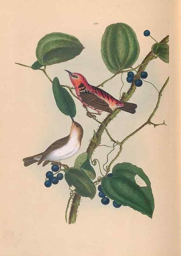 Reproducción/Reproduction 45580949335: A natural history of the birds of New South Wales collected, engraved, and faithfully painted after nature /. London :Printed for J.H. Bohte,1822.. 