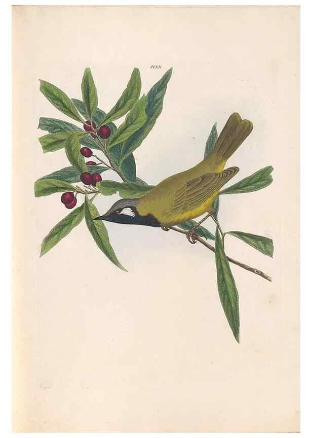 Reproducción/Reproduction 45580949855: A natural history of the birds of New South Wales collected, engraved, and faithfully painted after nature /. London :Printed for J.H. Bohte,1822.. 