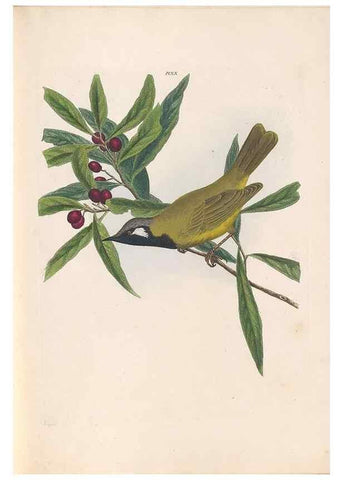Reproducción/Reproduction 45580949855: A natural history of the birds of New South Wales collected, engraved, and faithfully painted after nature /. London :Printed for J.H. Bohte,1822.. 