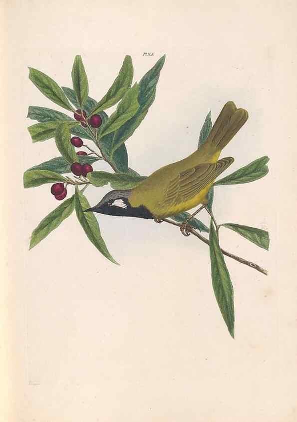 Reproducción/Reproduction 45580949855: A natural history of the birds of New South Wales collected, engraved, and faithfully painted after nature /. London :Printed for J.H. Bohte,1822.. 