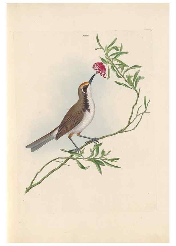 Reproducción/Reproduction 31554154397: A natural history of the birds of New South Wales collected, engraved, and faithfully painted after nature /. London :Printed for J.H. Bohte,1822.. 