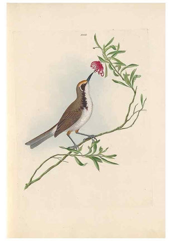 Reproducción/Reproduction 31554154397: A natural history of the birds of New South Wales collected, engraved, and faithfully painted after nature /. London :Printed for J.H. Bohte,1822.. 