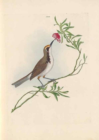 Reproducción/Reproduction 31554154397: A natural history of the birds of New South Wales collected, engraved, and faithfully painted after nature /. London :Printed for J.H. Bohte,1822.. 