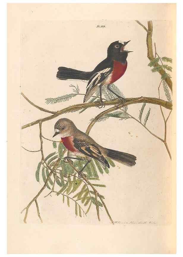 Reproducción/Reproduction 46494294741: A natural history of the birds of New South Wales collected, engraved, and faithfully painted after nature /. London :Printed for J.H. Bohte,1822.. 