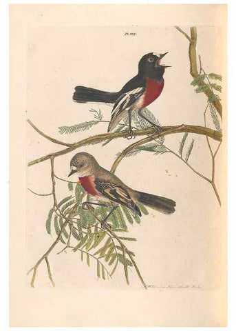 Reproducción/Reproduction 46494294741: A natural history of the birds of New South Wales collected, engraved, and faithfully painted after nature /. London :Printed for J.H. Bohte,1822.. 