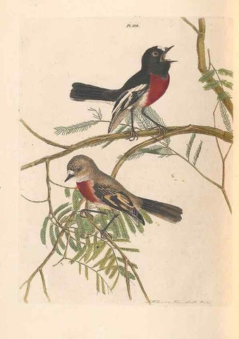 Reproducción/Reproduction 46494294741: A natural history of the birds of New South Wales collected, engraved, and faithfully painted after nature /. London :Printed for J.H. Bohte,1822.. 