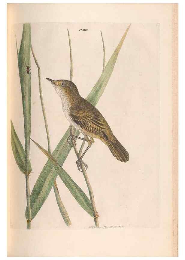 Reproducción/Reproduction 46494295641: A natural history of the birds of New South Wales collected, engraved, and faithfully painted after nature /. London :Printed for J.H. Bohte,1822.. 