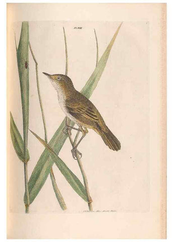 Reproducción/Reproduction 46494295641: A natural history of the birds of New South Wales collected, engraved, and faithfully painted after nature /. London :Printed for J.H. Bohte,1822.. 