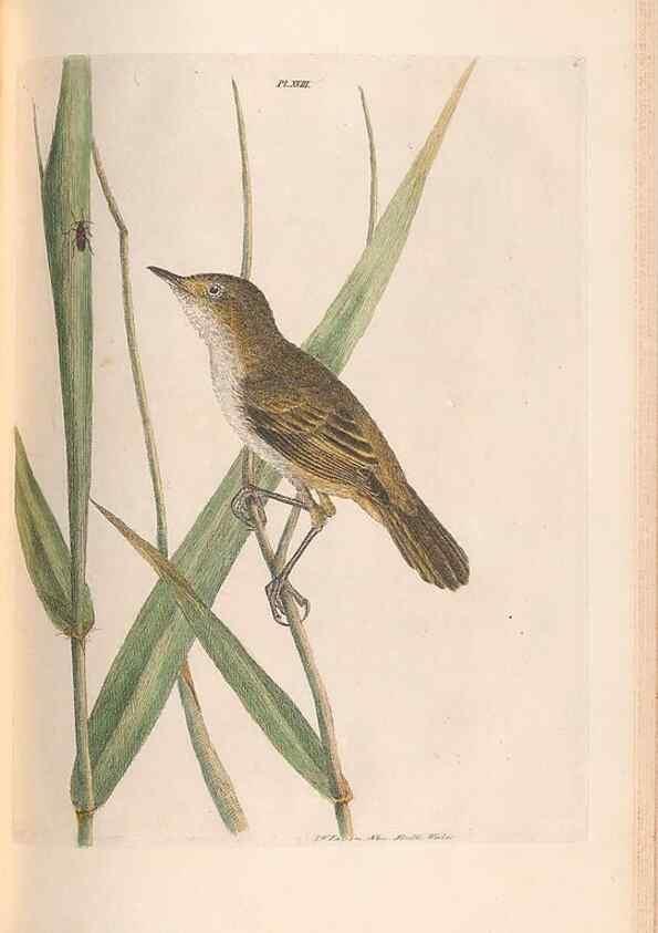Reproducción/Reproduction 46494295641: A natural history of the birds of New South Wales collected, engraved, and faithfully painted after nature /. London :Printed for J.H. Bohte,1822.. 
