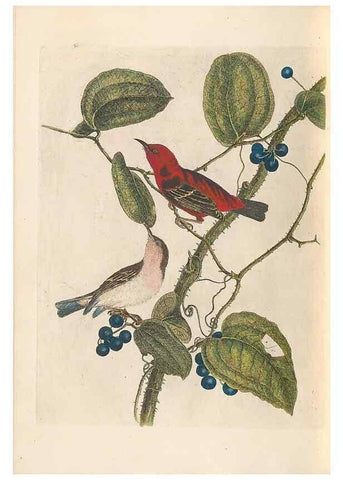 Reproducción/Reproduction 31554380687: A natural history of the birds of New South Wales collected, engraved, and faithfully painted after nature /. London :Printed for J.H. Bohte,1822.. 