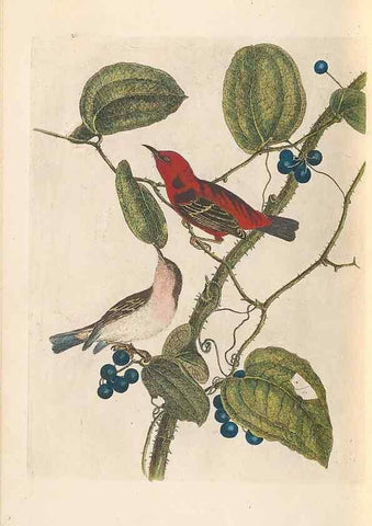 Reproducción/Reproduction 31554380687: A natural history of the birds of New South Wales collected, engraved, and faithfully painted after nature /. London :Printed for J.H. Bohte,1822.. 