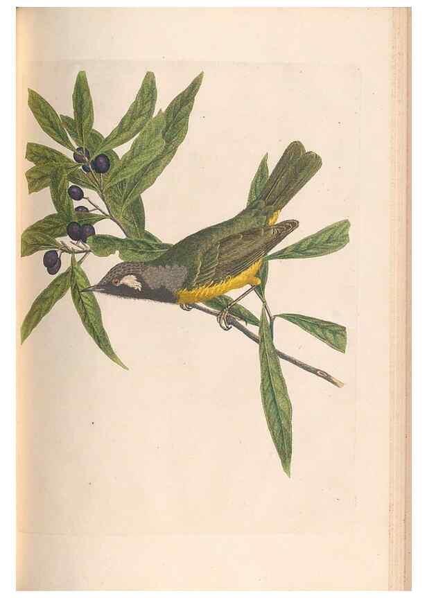 Reproducción/Reproduction 46442922282: A natural history of the birds of New South Wales collected, engraved, and faithfully painted after nature /. London :Printed for J.H. Bohte,1822.. 