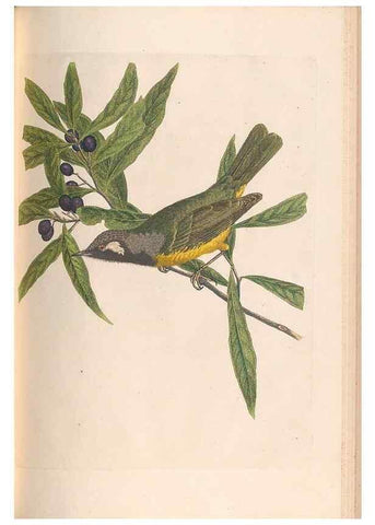 Reproducción/Reproduction 46442922282: A natural history of the birds of New South Wales collected, engraved, and faithfully painted after nature /. London :Printed for J.H. Bohte,1822.. 