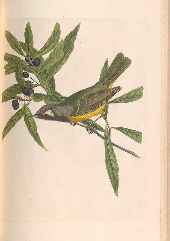 Reproducción/Reproduction 46442922282: A natural history of the birds of New South Wales collected, engraved, and faithfully painted after nature /. London :Printed for J.H. Bohte,1822.. 