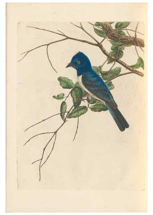 Reproducción/Reproduction 45770844814: A natural history of the birds of New South Wales collected, engraved, and faithfully painted after nature /. London :Printed for J.H. Bohte,1822.. 