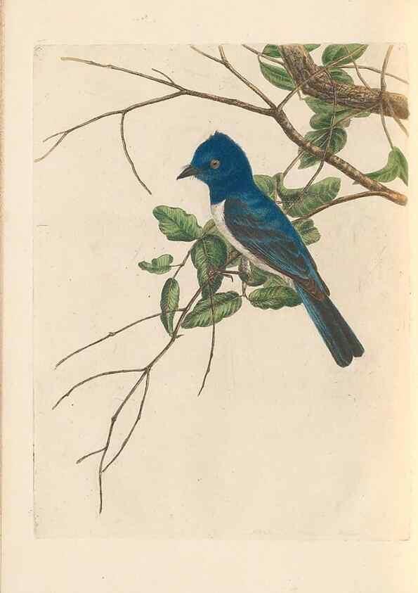 Reproducción/Reproduction 45770844814: A natural history of the birds of New South Wales collected, engraved, and faithfully painted after nature /. London :Printed for J.H. Bohte,1822.. 