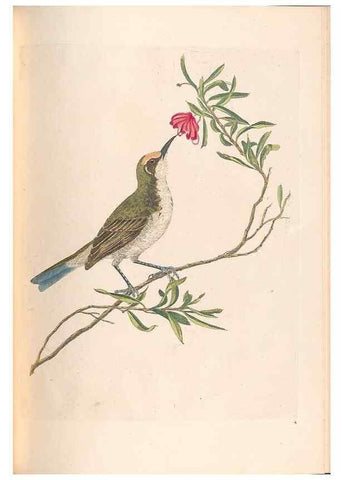 Reproducción/Reproduction 46494299181: A natural history of the birds of New South Wales collected, engraved, and faithfully painted after nature /. London :Printed for J.H. Bohte,1822.. 