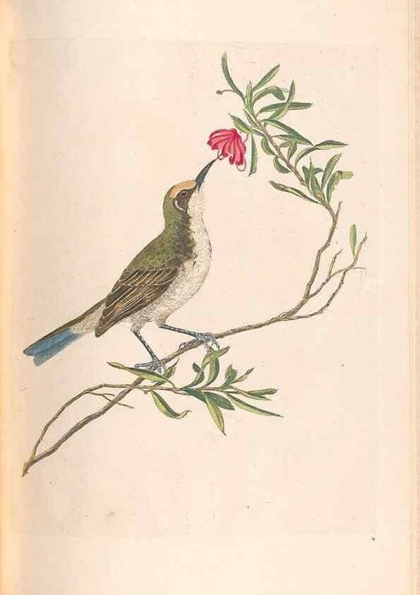 Reproducción/Reproduction 46494299181: A natural history of the birds of New South Wales collected, engraved, and faithfully painted after nature /. London :Printed for J.H. Bohte,1822.. 
