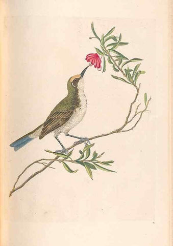 Reproducción/Reproduction 46494299181: A natural history of the birds of New South Wales collected, engraved, and faithfully painted after nature /. London :Printed for J.H. Bohte,1822.. 