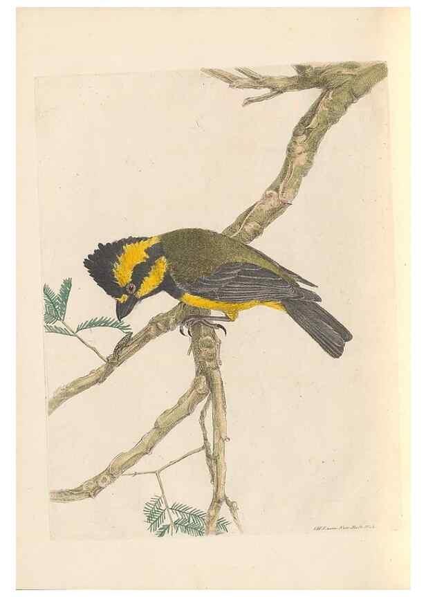 Reproducción/Reproduction 46442924512: A natural history of the birds of New South Wales collected, engraved, and faithfully painted after nature /. London :Printed for J.H. Bohte,1822.. 