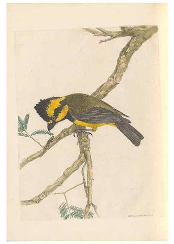 Reproducción/Reproduction 46442924512: A natural history of the birds of New South Wales collected, engraved, and faithfully painted after nature /. London :Printed for J.H. Bohte,1822.. 