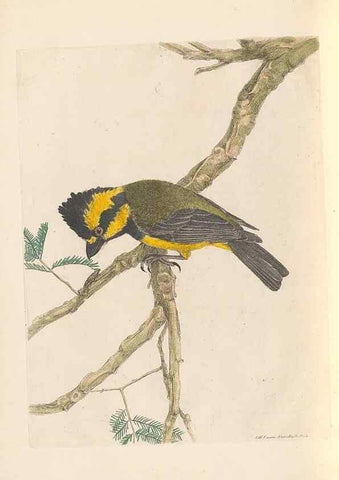 Reproducción/Reproduction 46442924512: A natural history of the birds of New South Wales collected, engraved, and faithfully painted after nature /. London :Printed for J.H. Bohte,1822.. 