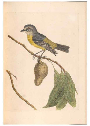 Reproducción/Reproduction 46494300811: A natural history of the birds of New South Wales collected, engraved, and faithfully painted after nature /. London :Printed for J.H. Bohte,1822.. 