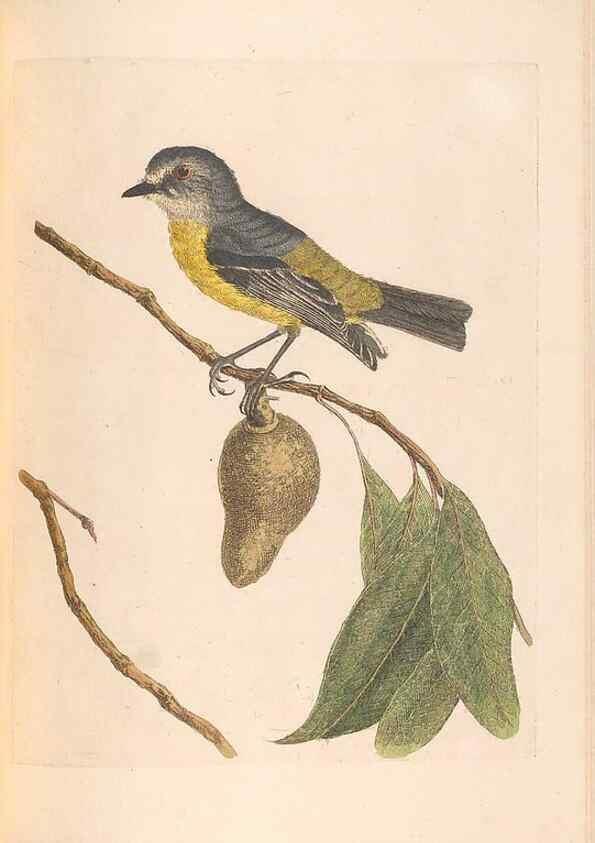 Reproducción/Reproduction 46494300811: A natural history of the birds of New South Wales collected, engraved, and faithfully painted after nature /. London :Printed for J.H. Bohte,1822.. 